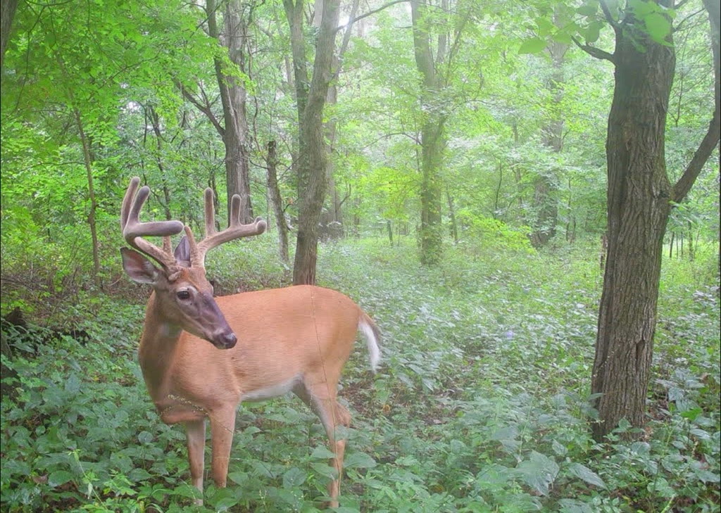 Whitetail buck standing in the timber