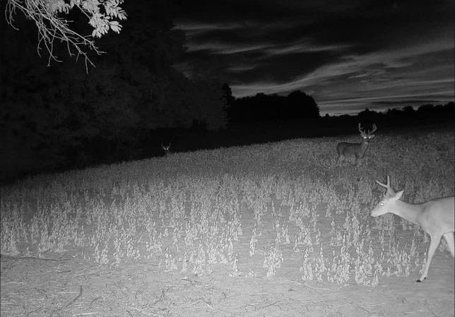 Two whitetail bucks in a soybean field at dusk, one close to the camera