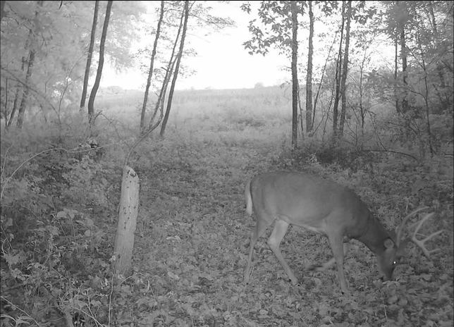 Whitetail buck feeding in the timber at dusk