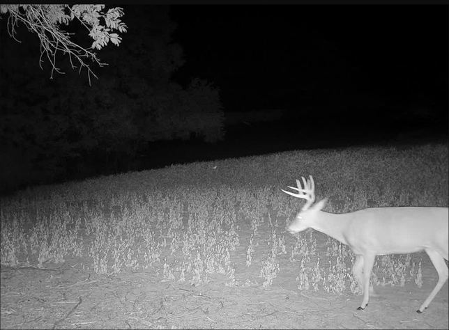 Whitetail buck walking along a soybean field edge at night