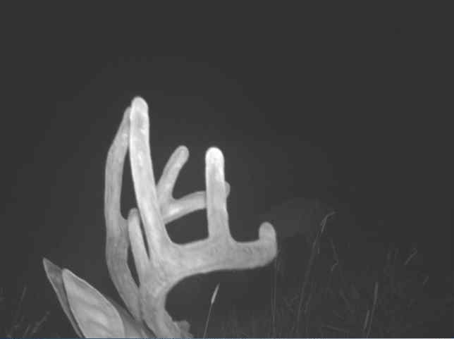 Close-up of a velvet buck's antlers filling the frame at night