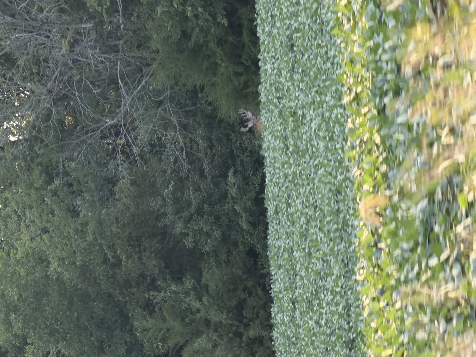 Distant buck at the edge of a soybean field in front of the timber