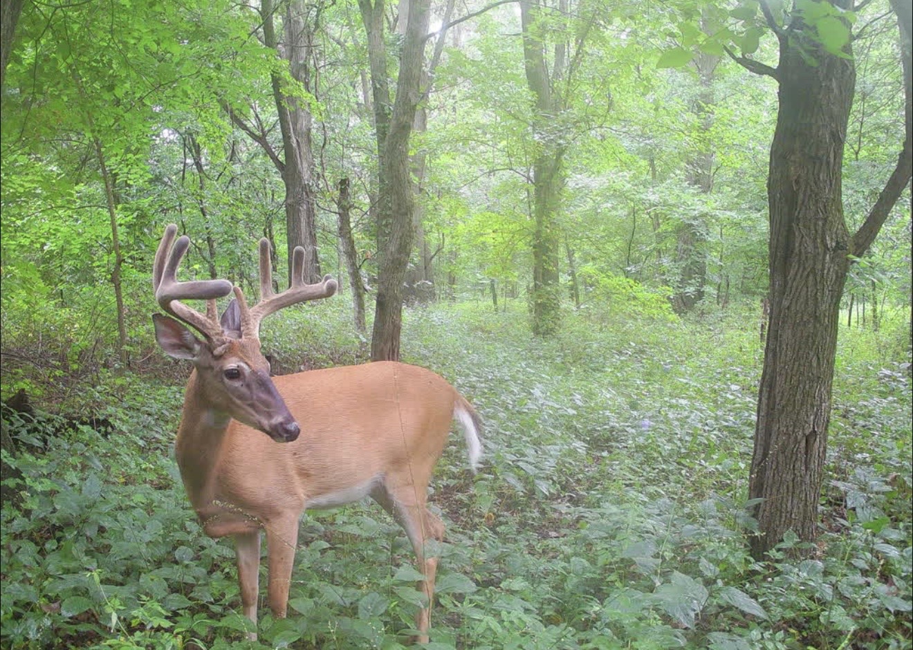 Wide-racked velvet buck standing in green summer timber