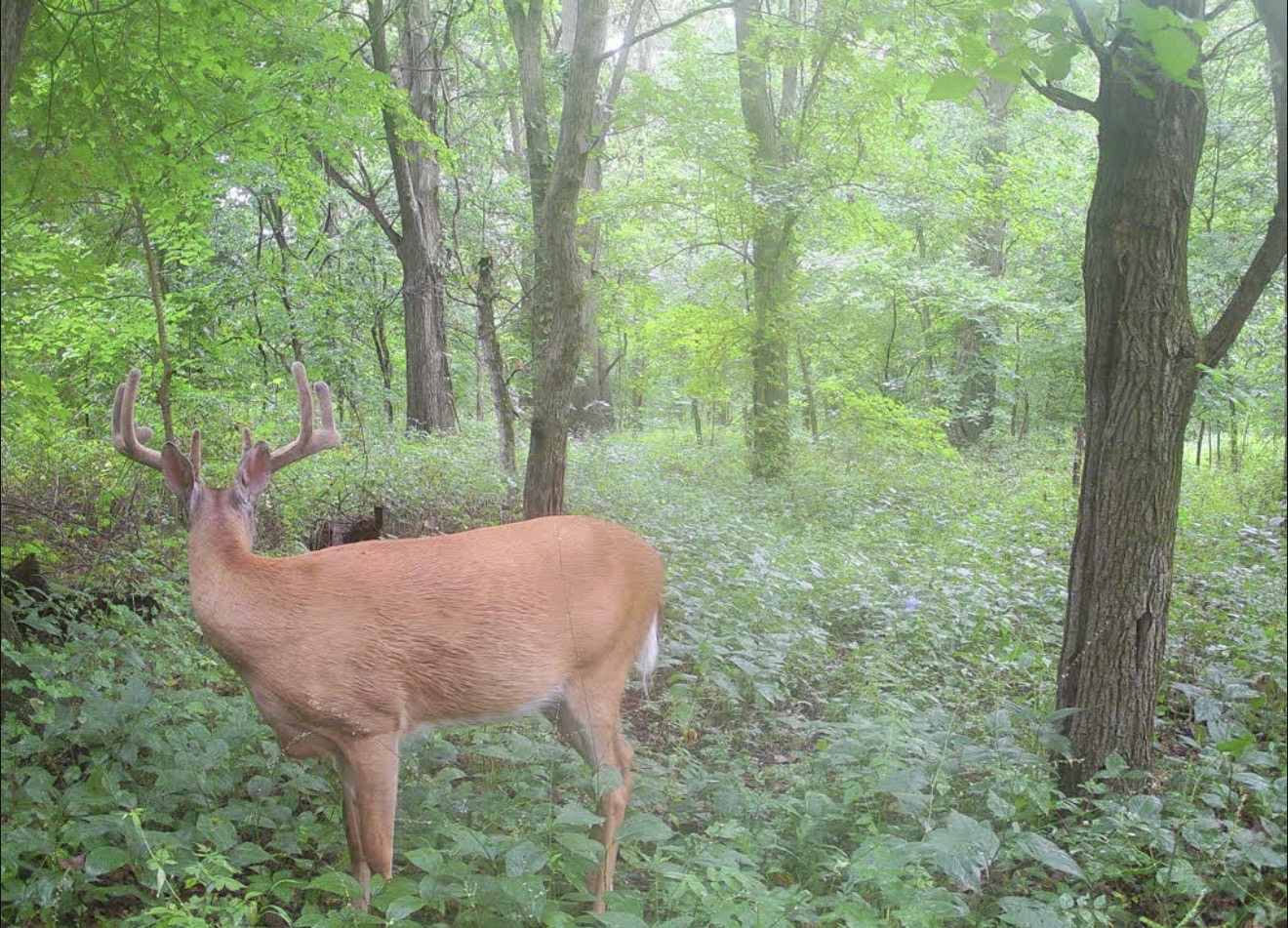 Velvet buck standing broadside in green summer timber