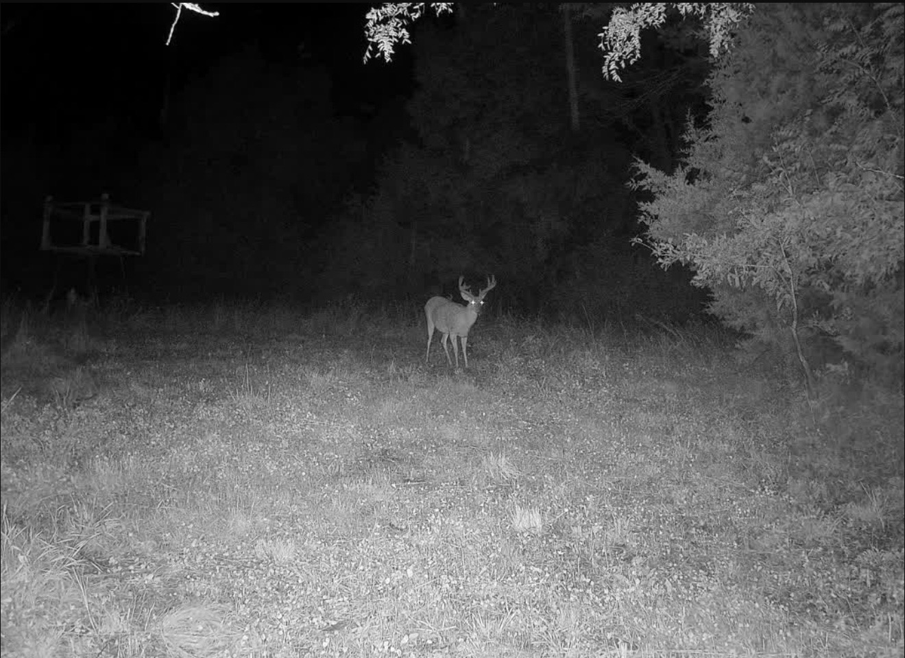 Whitetail deer standing in a mowed opening at night near a blind at the timber edge