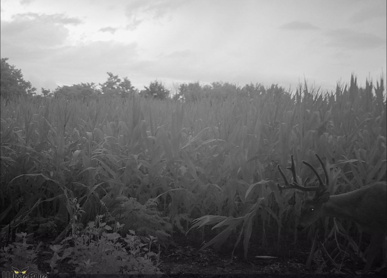 Velvet buck's antlers above the weeds at the edge of standing corn