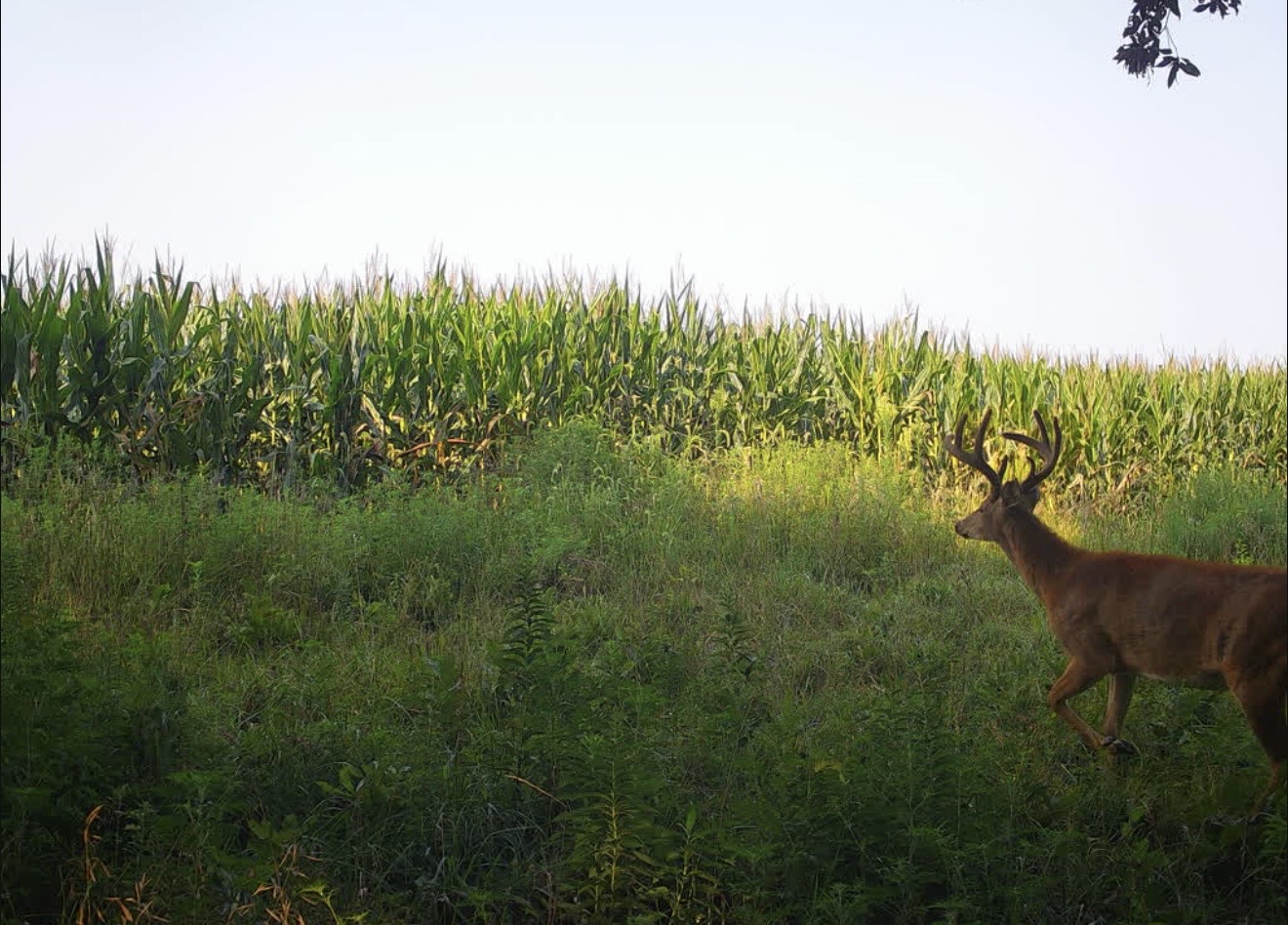 Velvet buck walking a grassy edge beside a cornfield in evening light