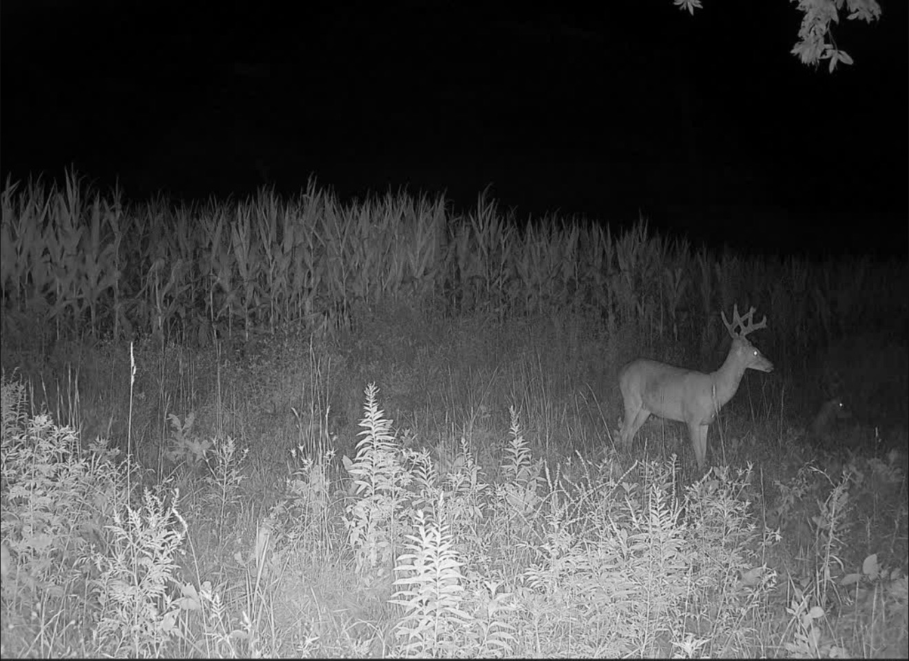 Whitetail buck standing in a grassy edge at night with corn behind him