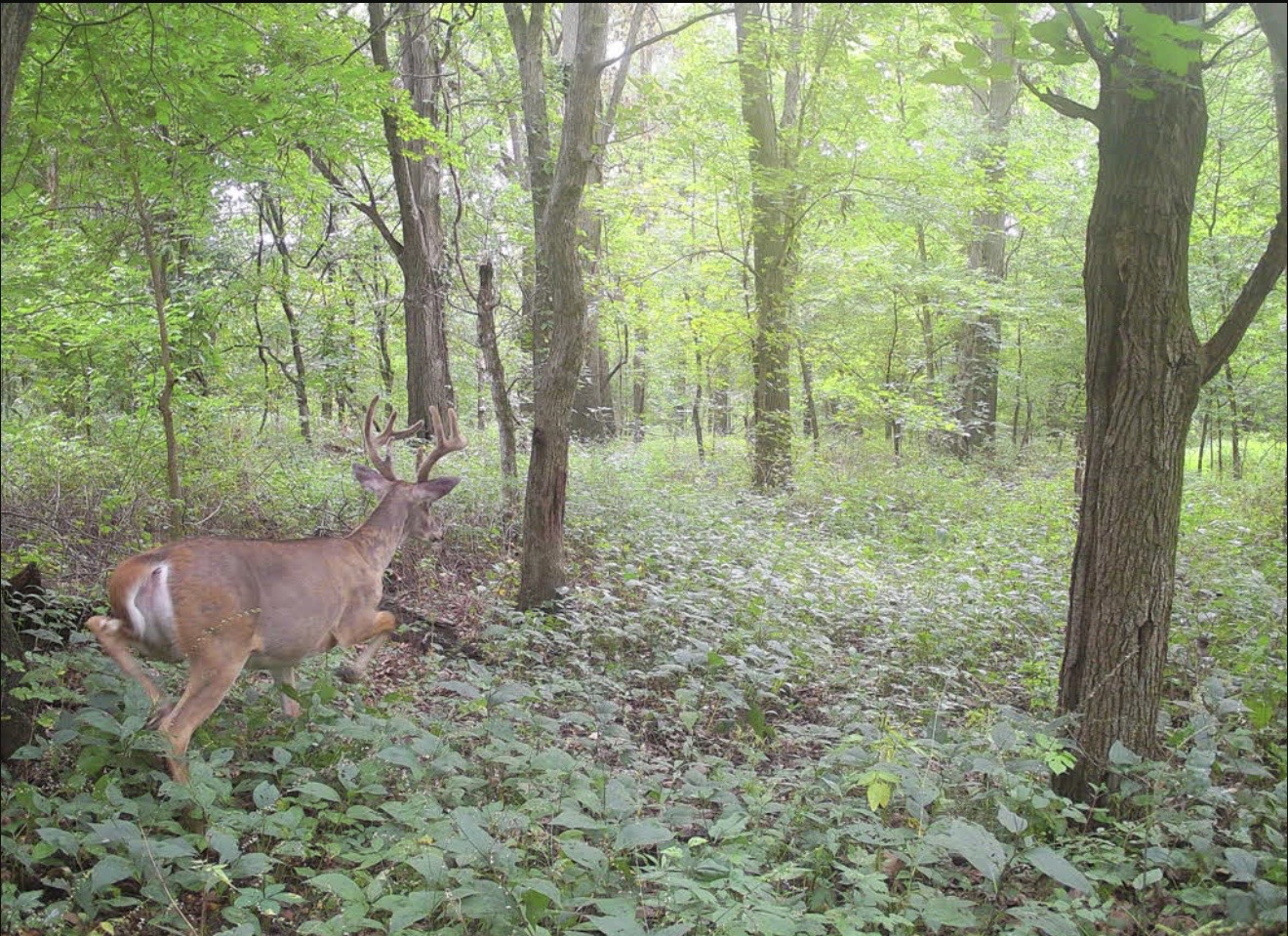 Velvet buck walking through green summer timber