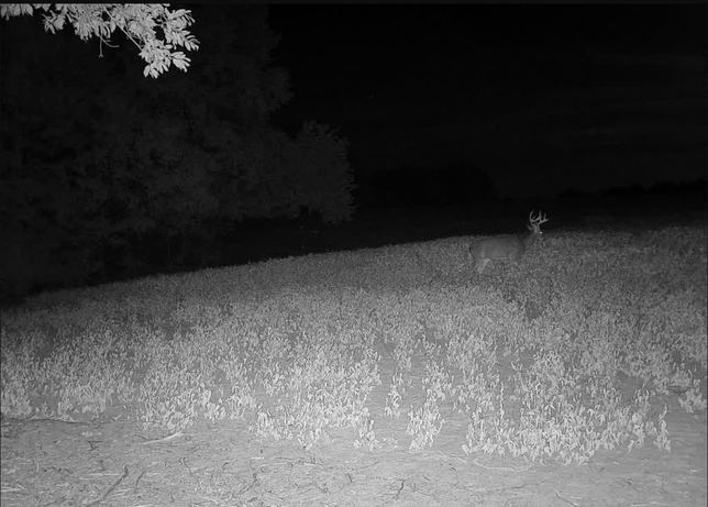 Whitetail buck with a visible rack standing in a soybean field at night