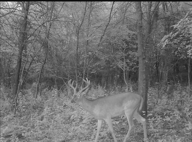 Whitetail buck standing in the timber at night, eyes catching the camera flash
