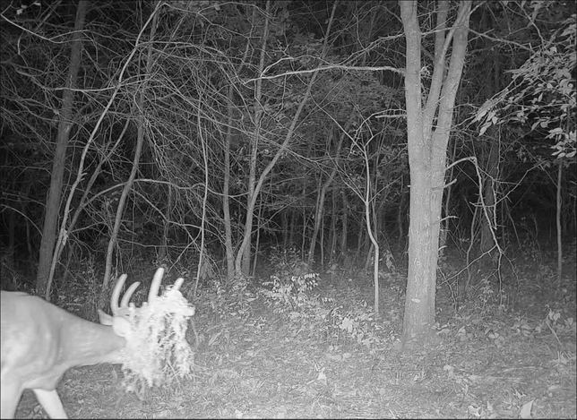 Close-up of a whitetail buck's antlers draped in moss, walking through timber at night