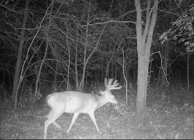 Whitetail buck with a heavy rack walking through the timber at night