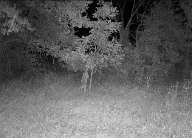 Whitetail buck reaching up on its hind legs for a tree branch at night