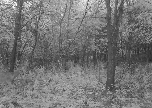 Whitetail buck walking through the timber at dusk