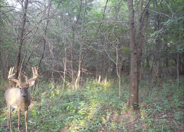 Whitetail buck facing the camera in the timber during daylight