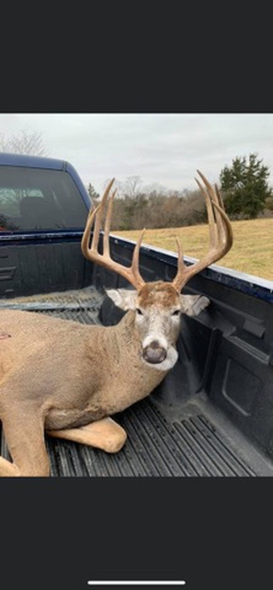 Whitetail buck with a tall symmetrical rack laid in the bed of a truck