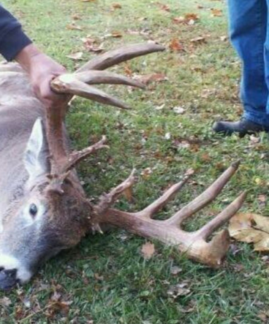Close-up of a wide whitetail rack held up in a grass yard